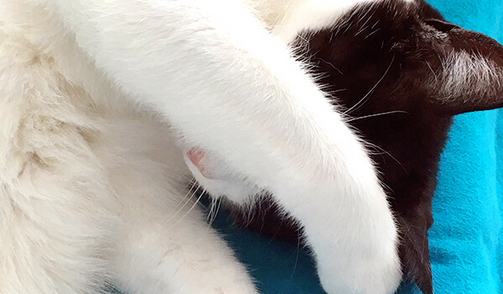 Katzen als Chill-Vorbild